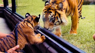 Top 5 Tiger Moments  BBC Earth [upl. by Ataynik167]