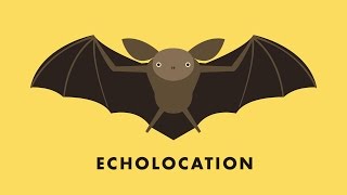 Echolocation [upl. by Lucky]