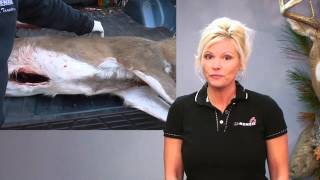 How To Skin a Deer  Field Care for Taxidermy [upl. by Moses]