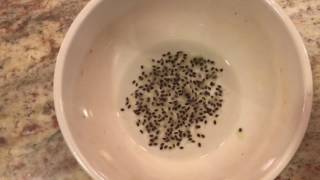 How To Grow a Kiwi Tree or Vine From Seed Days 024 [upl. by Kceb]