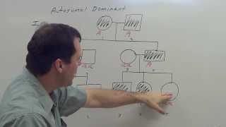 Autosomal Dominant Pedigree [upl. by Adnohsirk]