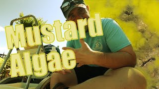 How To Treat Mustard Algae In Swimming Pools [upl. by Nosnorb]