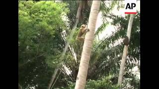 Monkeys trained to pick coconuts [upl. by Suitangi]