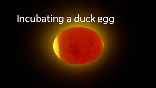 Incubating A Duck Egg  Start To Finish [upl. by Pandora]