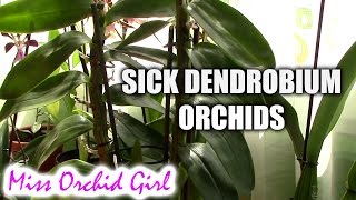 How to deal with sick Dendrobium orchids  rotting roots and pseudobulbs [upl. by Cordelia]