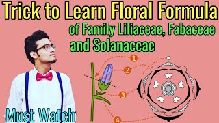 Trick to Write Floral Formulas of Family Fabaceae Solanaceae amp Liliaceae  Morphology via NCERT [upl. by Darrel]