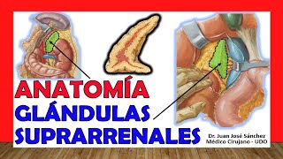 🥇 GLÁNDULAS SUPRARRENALES Anatomía ¡Fácil Explicación [upl. by Analos408]