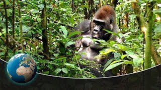 Gorillas  Kings of the jungle [upl. by Dnomad]