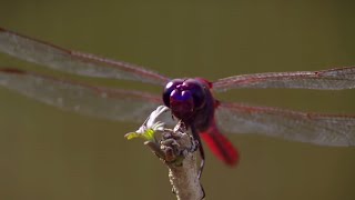 How Do Dragonflies See the World  Animal Super Senses  BBC Earth [upl. by Eseilenna]