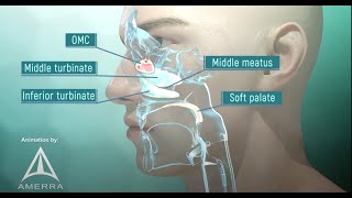 Tour of the Nasal Passage  3D animation [upl. by Suirauqed]