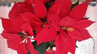 Poinsettia Plant Repotting Replant Poinsettias Euphorbia Pulcherrima [upl. by Eberly466]