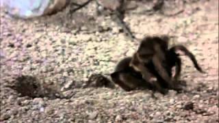 Tarantula vs Pepsis Wasp [upl. by Theran437]