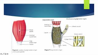 Alevel PE  Proprioceptive Neuromuscular Facilitation  Anatomy amp Physiology [upl. by Endo410]