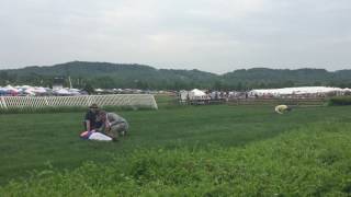 Jockeys injured in fall at Steeplechase [upl. by Sualkcin923]