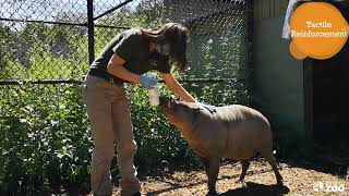 Toronto Zoo Babirusa  Action Indonesia Day [upl. by Einalam]