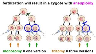 Changes in chromosome number Euploidy and Aneuploidy English [upl. by Ohcirej]