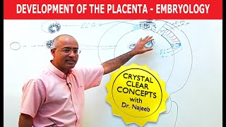 Development Of the Placenta  Embryology🩺 [upl. by Mcbride]