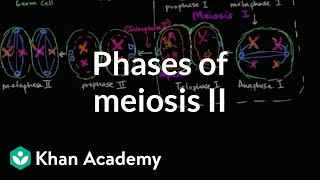 Phases of meiosis II  Cells  MCAT  Khan Academy [upl. by Greenes]