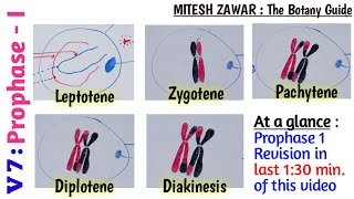 Prophase 1  Leptotene Zygotene Pachytene Diplotene and Diakinesis  Stages of Prophase 1 [upl. by Stout]