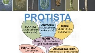 Kingdom Protista [upl. by Hawker]