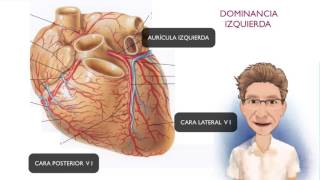 CIRCULACIÓN CORONARIA [upl. by Enelear]