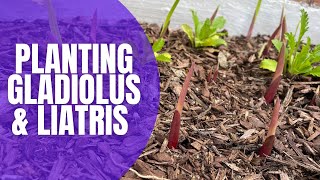 🌸 Planting Gladiolus amp Liatris Bulbs  How To Plant Bulbs  Planting Spring Bulbs [upl. by Marge]