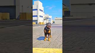 Devil found the true meaning of love in a dogs loyalty  gta5 shorts trending viralshorts [upl. by Aitrop27]