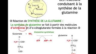 dégradation des acides aminés [upl. by Dallman]