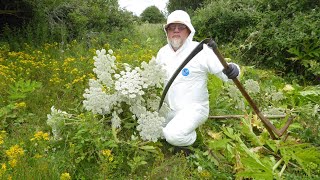 Dangers of giant hogweed plant [upl. by Morgana]