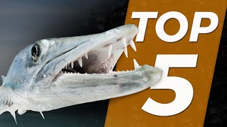 TOP 5  POISSONS DANGEREUX  Cyril Chauquet [upl. by Rollo]