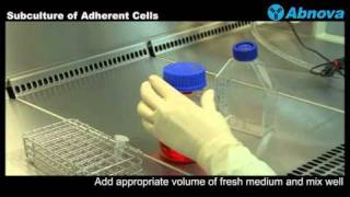 Subculture of Adherent Cells [upl. by Dickman290]