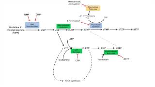 Pyrimidine Synthesis and Salvage Pathway [upl. by Niu412]