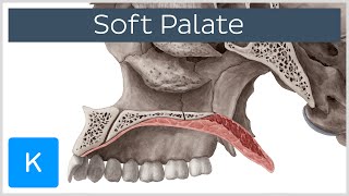 Soft palate Muscles Function amp Definition  Human Anatomy  Kenhub [upl. by Kaine668]