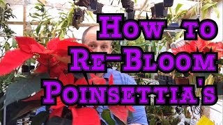 POINSETTIA CARE PT 2 HOW TO REBLOOM POINSETTIAS FOR NEXT WINTER amp 4 SEASONS OF CARE TIPS [upl. by Maxima823]