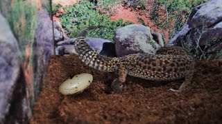 10 Signs A Gecko Will Lay An Egg [upl. by Sadonia]