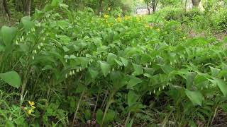 アマドコロPolygonatum odoratum 02210425ガイコツ山 [upl. by Eldwin]