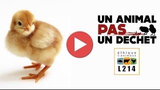 Broyage des poussins dans un couvoir en France  2014 [upl. by Floridia]