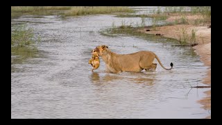 LIONESS Crosses River with CUBS Then LEOPARD Cubs and HYENAS [upl. by Anialem890]