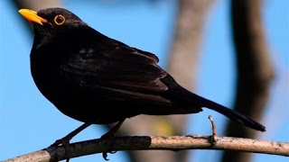 NATURAMerlo in canto Turdus merula NINACC HIUNT [upl. by Culbertson]