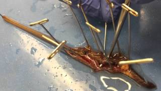 BMED 3110 Earthworm Dissection Tutorial [upl. by Secnirp909]