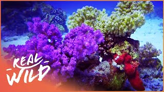 Underwater Volcanoes  Oases of the Sea  Free Documentary Nature [upl. by Zurciram852]