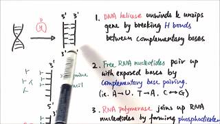 AS Biology  Transcription OCR A Chapter 310 [upl. by Anos798]