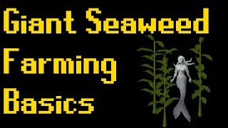 Basic Giant Seaweed Farming Guide 2020 OSRS [upl. by Ainwat]