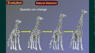 Evolution Part 3 Speciation [upl. by Sumetra604]