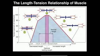 Exercise Physiology  Skeletal Muscle LengthTension Relationship [upl. by Aiclid]