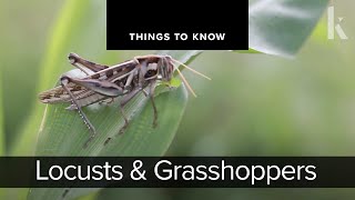 Locusts and Grasshoppers  Things to Know [upl. by Clovis11]