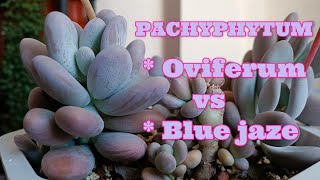 PACHYPHYTUM OVIFERUM VS PACHYPHYTUM BLUE HAZE [upl. by Natlus]