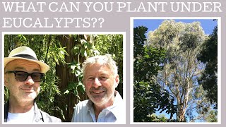 What can you plant under a Eucalyptus tree Great plant ideas for dry shade [upl. by Gambrill]