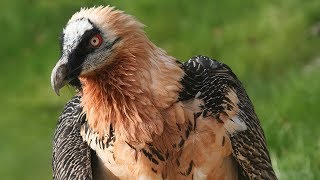 This Vulture Feeds Almost Exclusively on Bones [upl. by Pelmas]