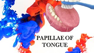 PAPILLAE OF TONGUE  VERY SIMPLE EXPLANATION [upl. by Libb399]